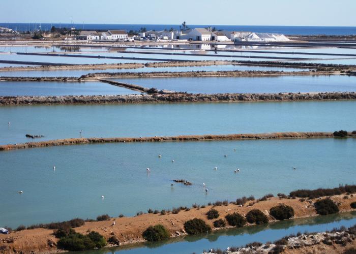 Vida en el mundo de la sal - visitas guiadas gratuitas 2026