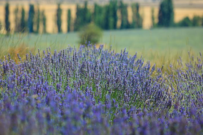 LALAVAND - FESTIVAL DE LA LAVANDA EN MORATALLA