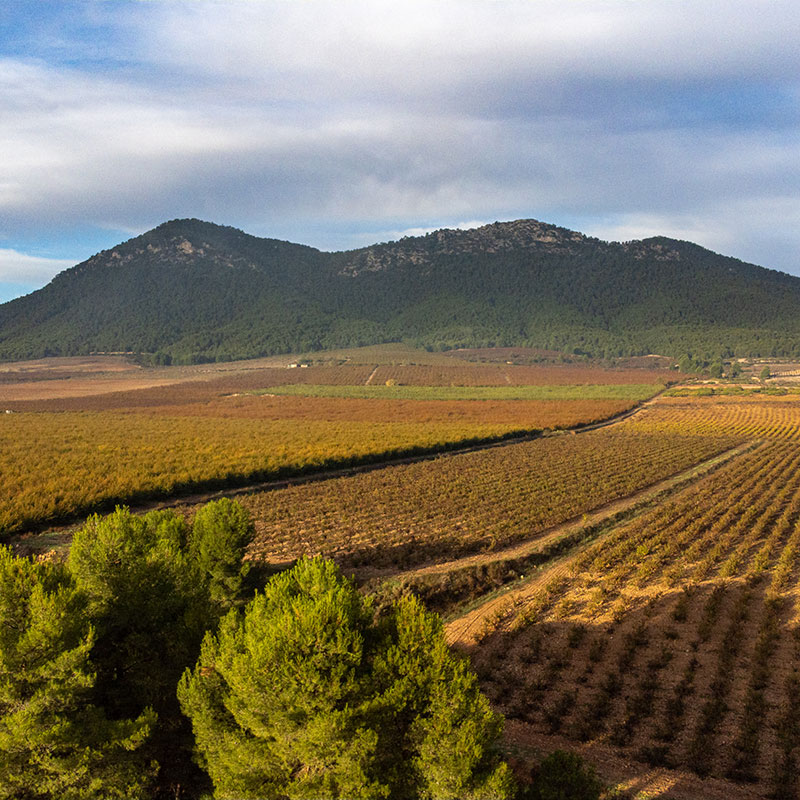 Conoce la Ruta del Vino de BullasConoce la Ruta del Vino de Bullas