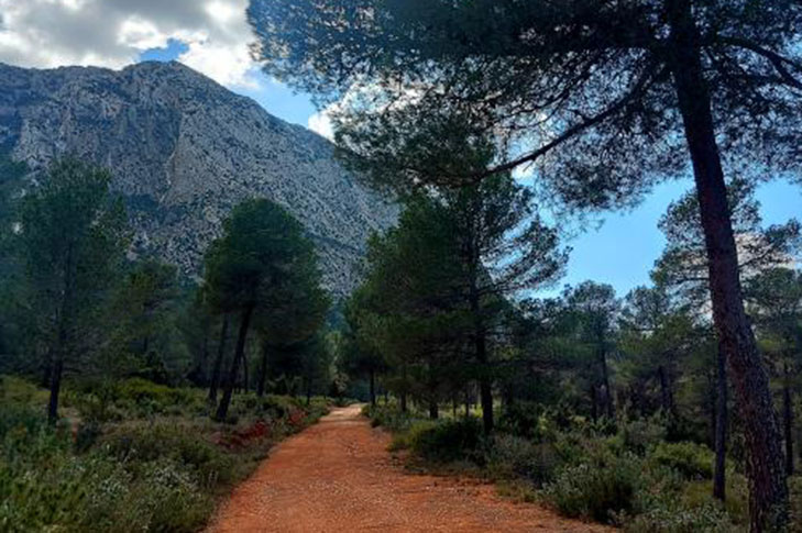 Sendero de la Umbr�a del Bosque de Espu�a (Mula)