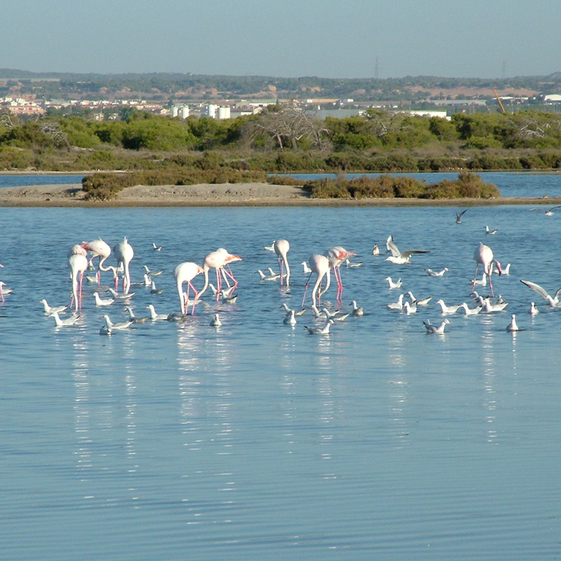 Arenales y Salinas de San Pedro