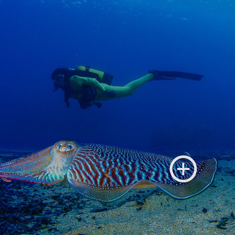 4 Cuevas submarinas impresionantes para amantes del buceo