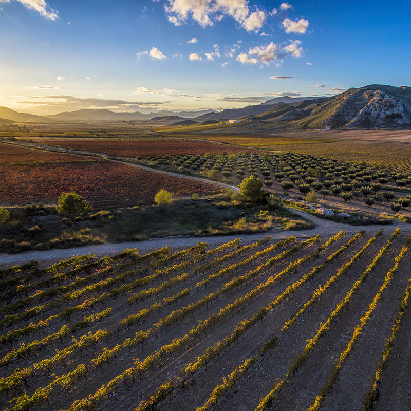 The Fall's Best-Kept Secret: The Region of Murcia