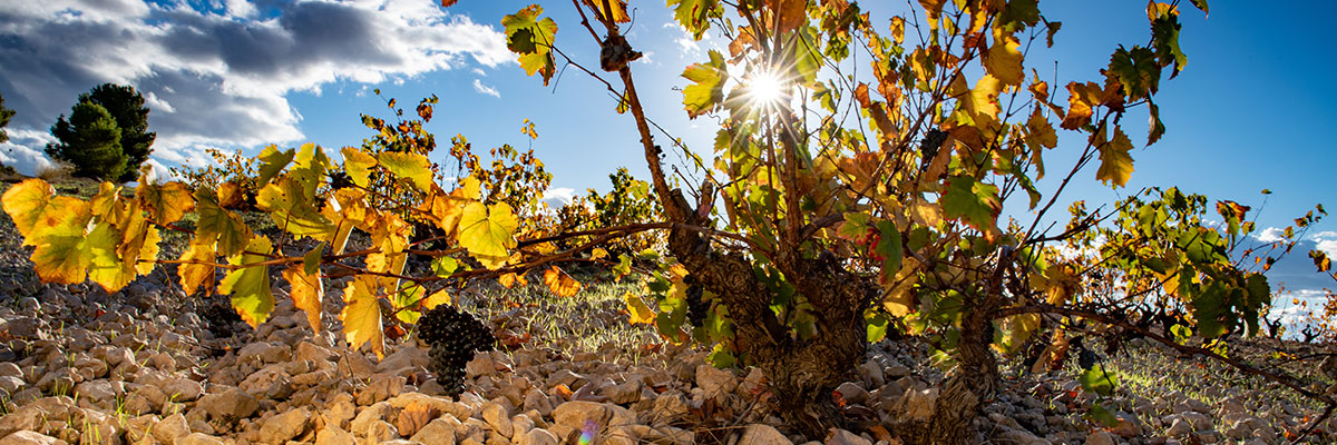 What you<br> Shouldn't miss <br>Jumilla