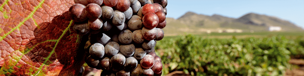 RUTA DEL VINO DE JUMILLA