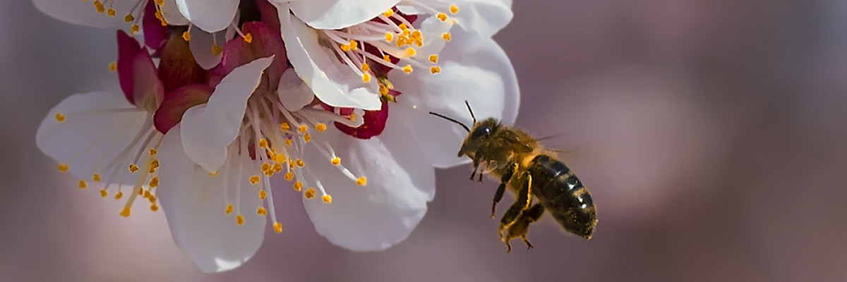 Floraci�n en la Regi�n de Murcia