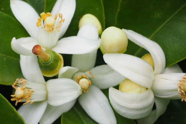 Ruta floraci�n del azahar