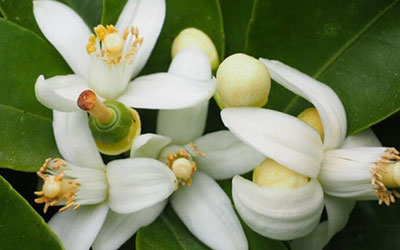 Ruta Floraci�n del Azahar del Valle de Ricote