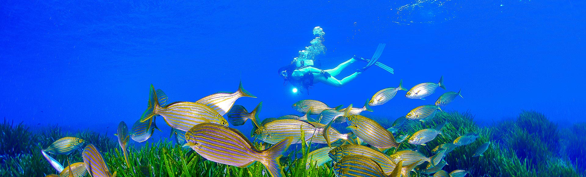 Discover our underwater world