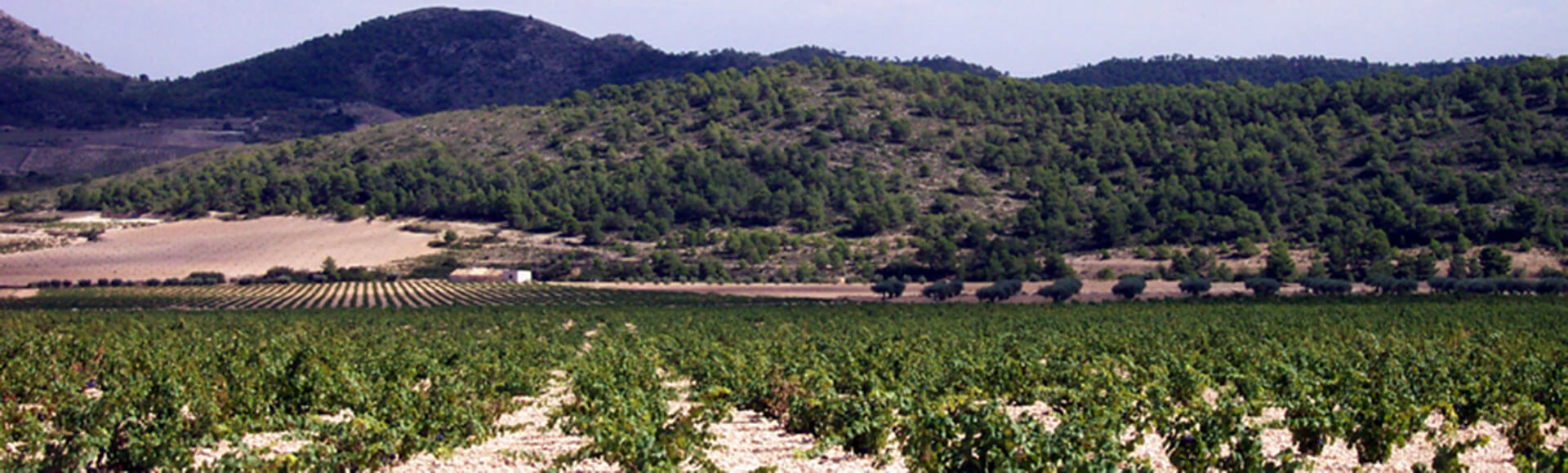 A day of wine tourism in Jumilla