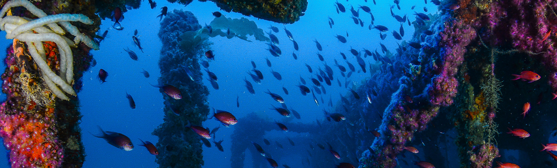 Diving La Manga Isla Grosa