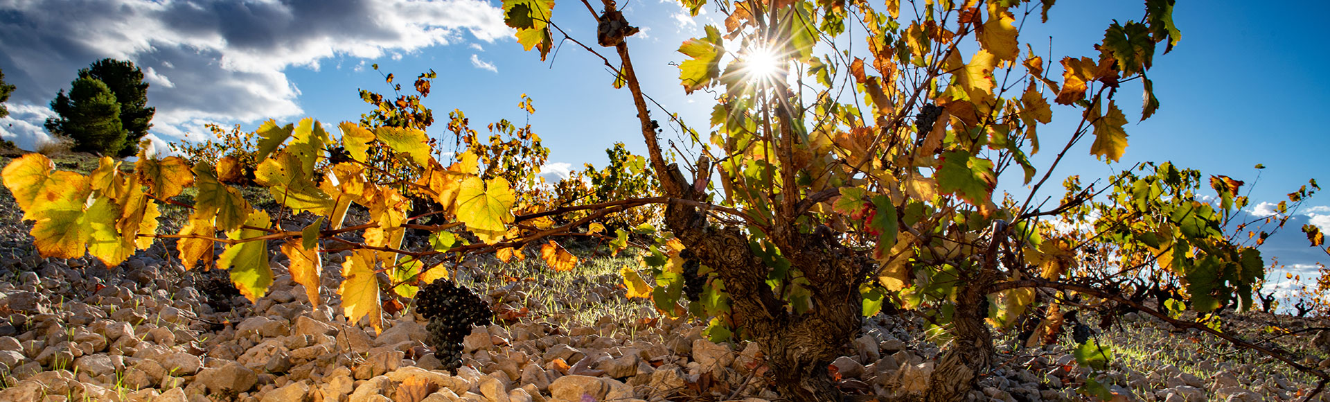 Lo que no te puedes perder en Jumilla