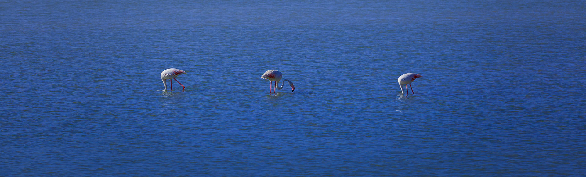 San Pedro del Pinatar