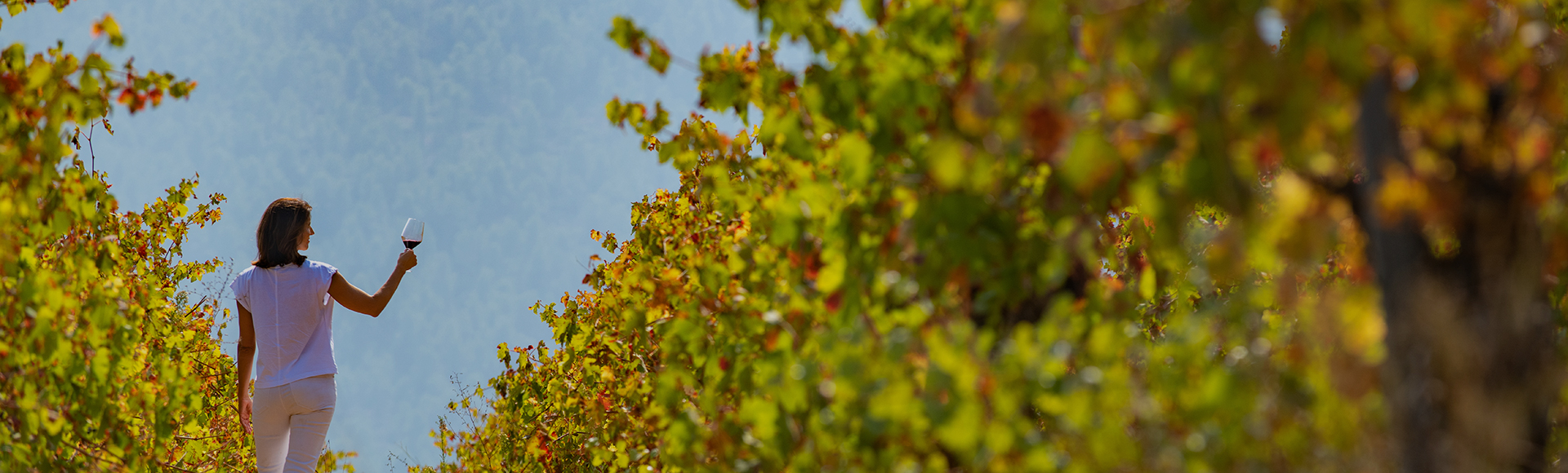 Adventures among vineyards