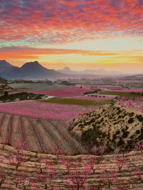 <strong>03</strong> El espect�culo de la floraci�n