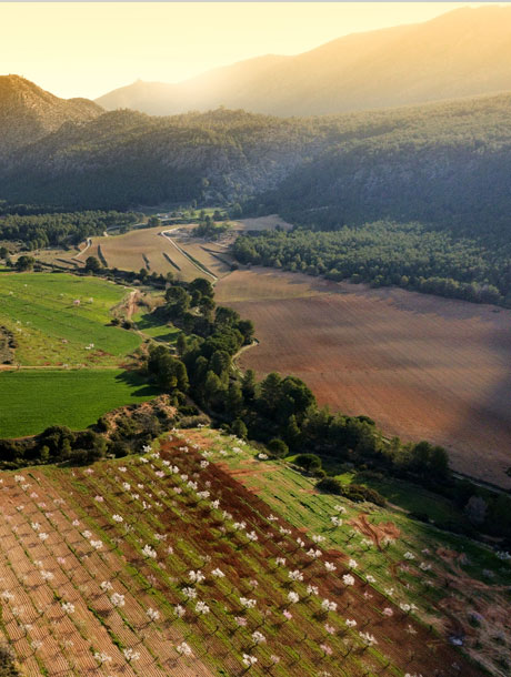 <strong>02</strong> Las primeras flores