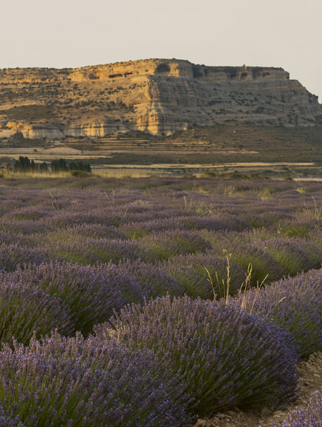 <strong>07</strong>  Lavanda, lavand�n