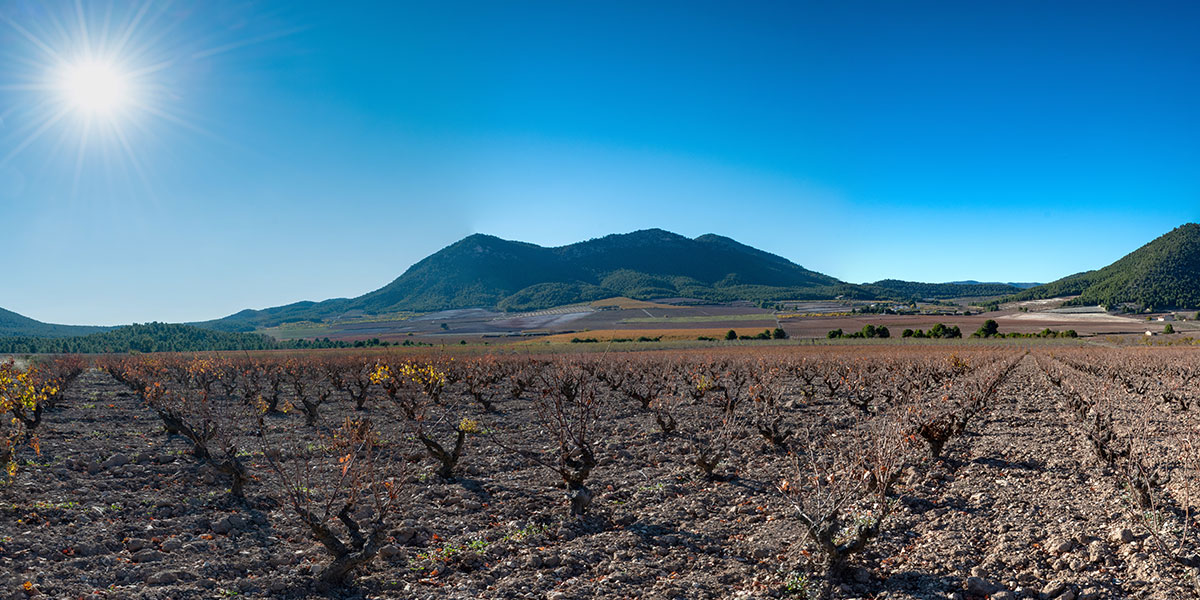 WINE PRODUCING AREAS