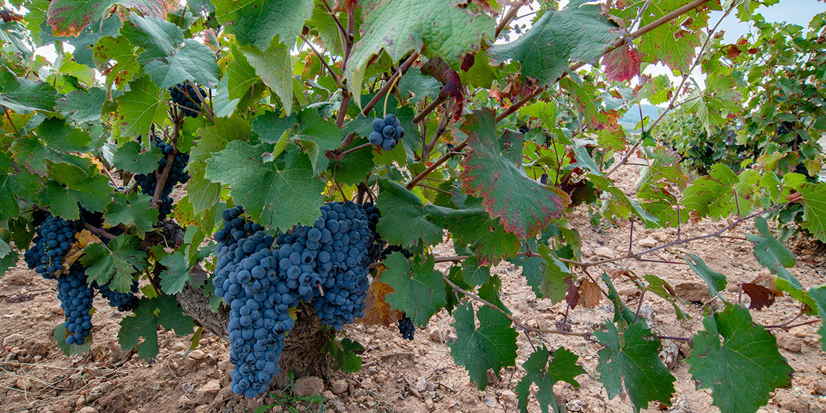 Reino de la Monastrell