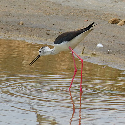 Black-winged Stilt