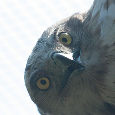 Short-toed eagle