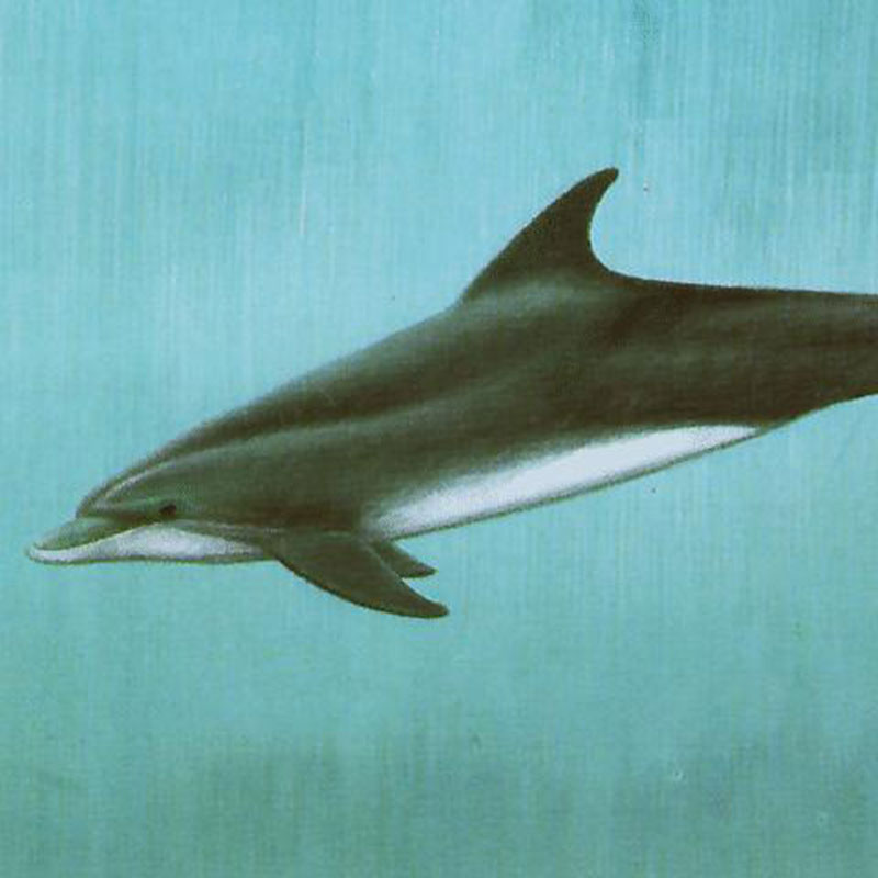 Delf�n mular (<i>Tursiops truncatus</i>)
