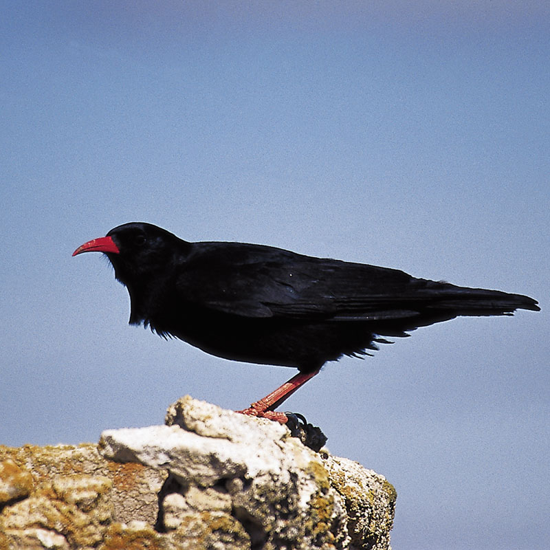 Chova piquirroja (<i>Phyrrocorax phyrrocorax</i>)