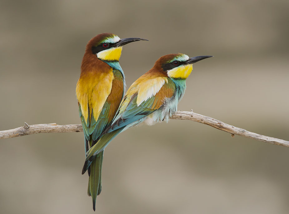 Hora de emprender el vuelo