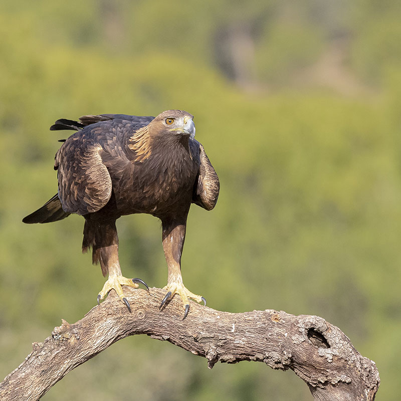 �guila real (<i>Aquila chrysaetos</i>)