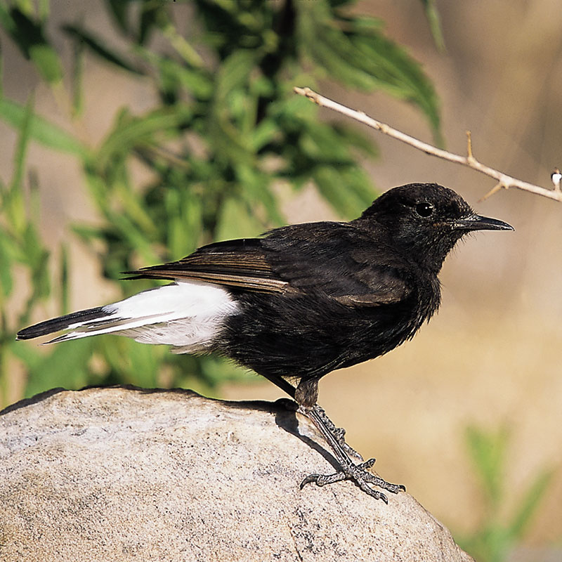 Collalba negra (<i>Oenanthe leucura</i>)