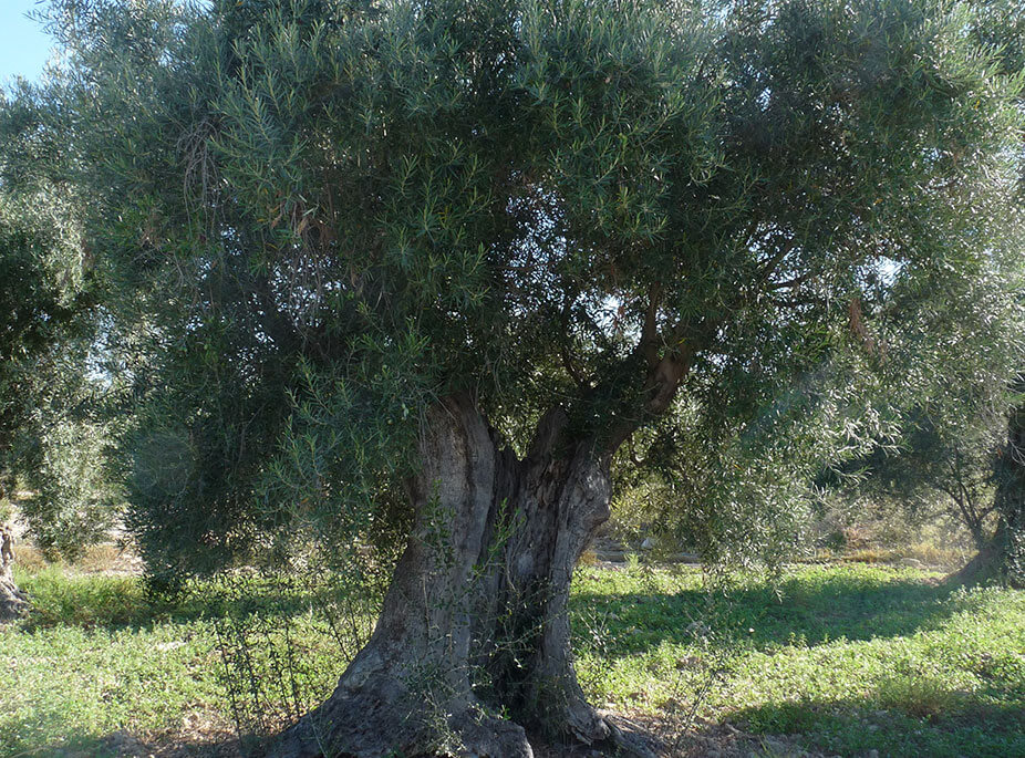 OLIVES AND OLIVE TREES