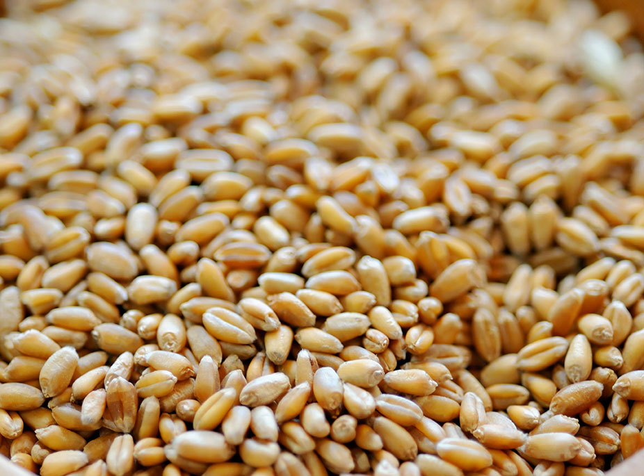 <i>GUISO DE TRIGO</i>