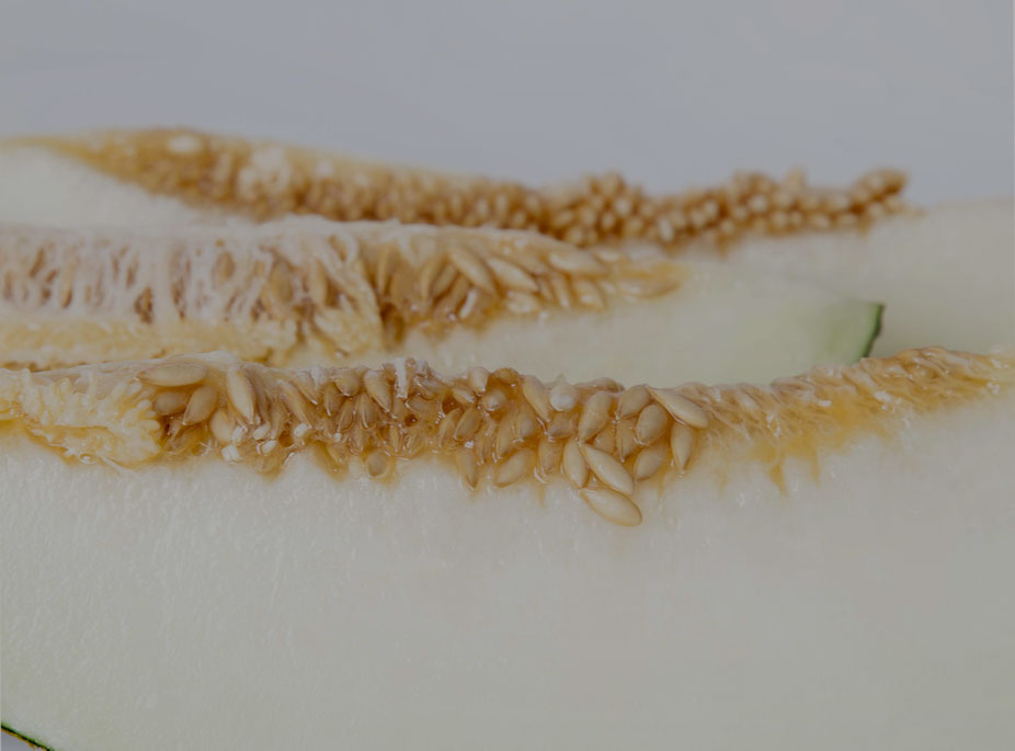 Mel�n. Sapo, Amarillo, Galia y Cantaloup ...