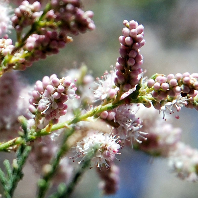 Taray (<i>Tamarix sp</i>)