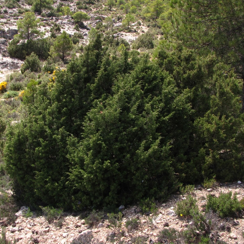 Sabina albar (<i>Juniperus thurifera</i>).