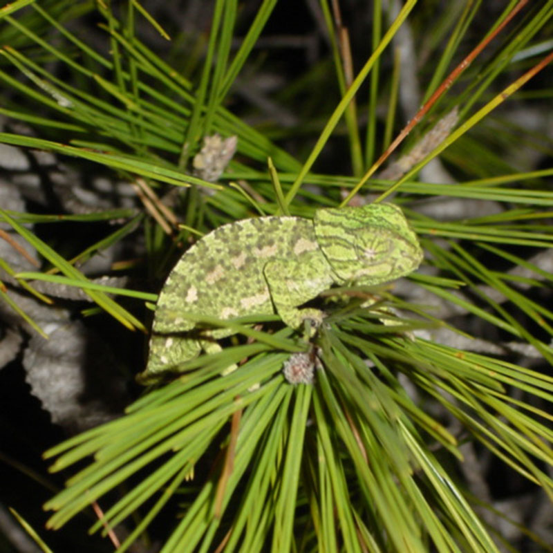Camale�n com�n (<i>Chamaeleo chamaeleon</i>)