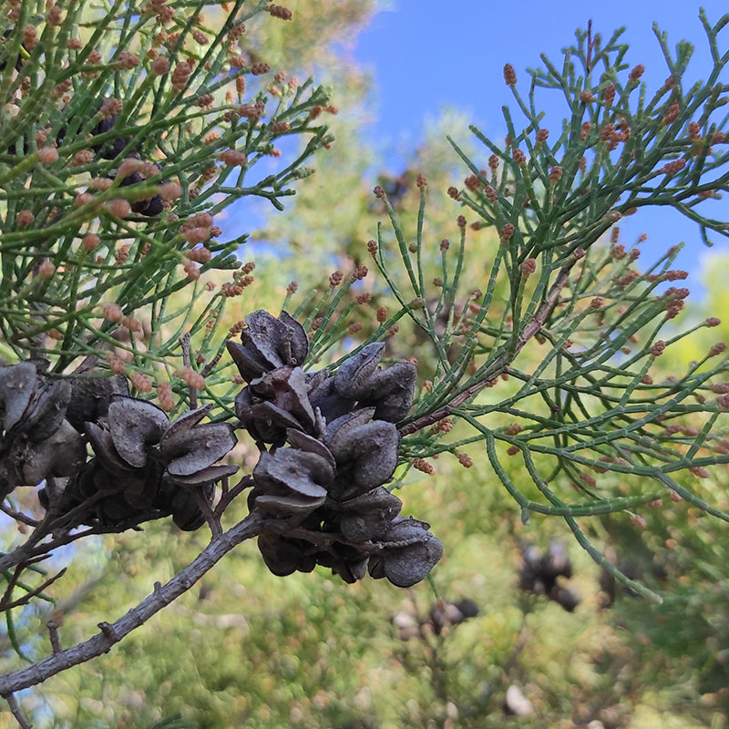 Cipr�s de Cartagena (<i>Tetraclinis articulata</i>).