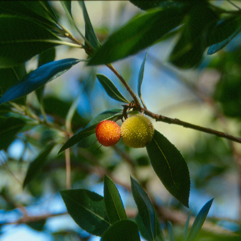 Madro�o (<i>Arbutus unedo</i>)