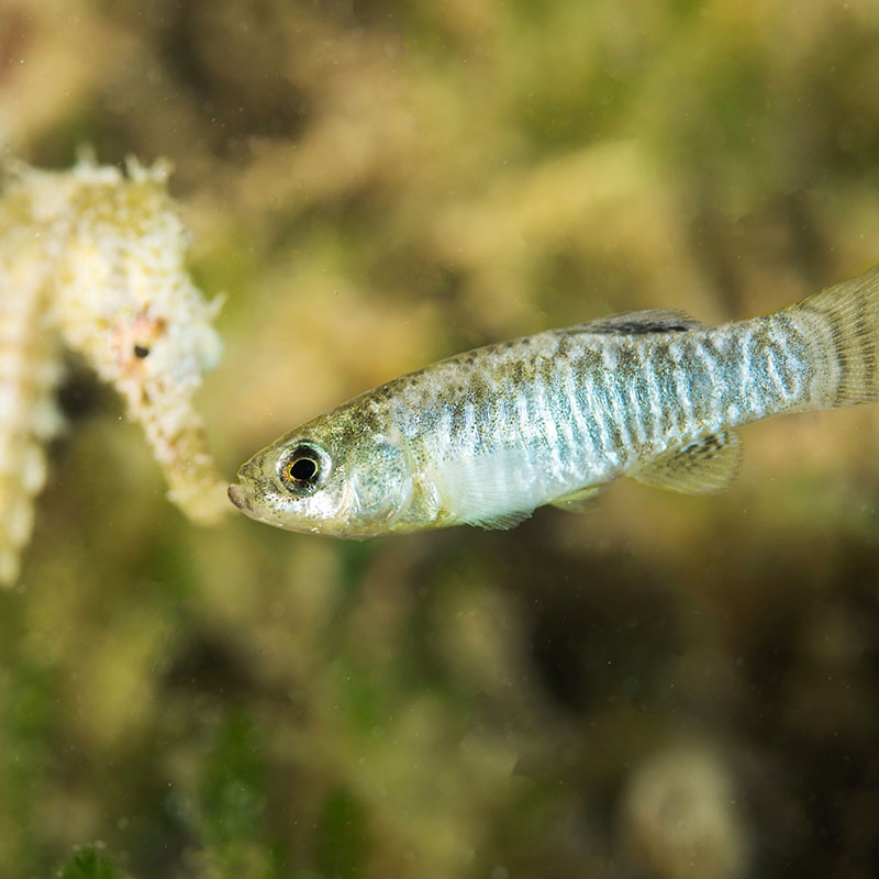 Fartet (<i>Lebias ibera</i>)