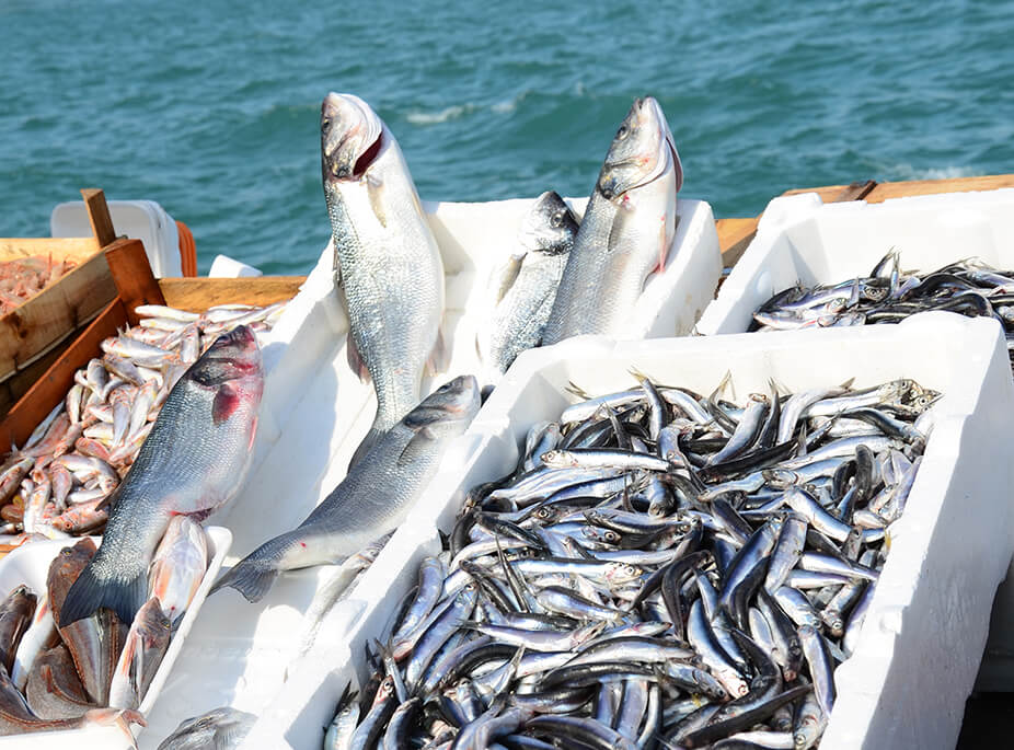 TREASURES OF THE SEA