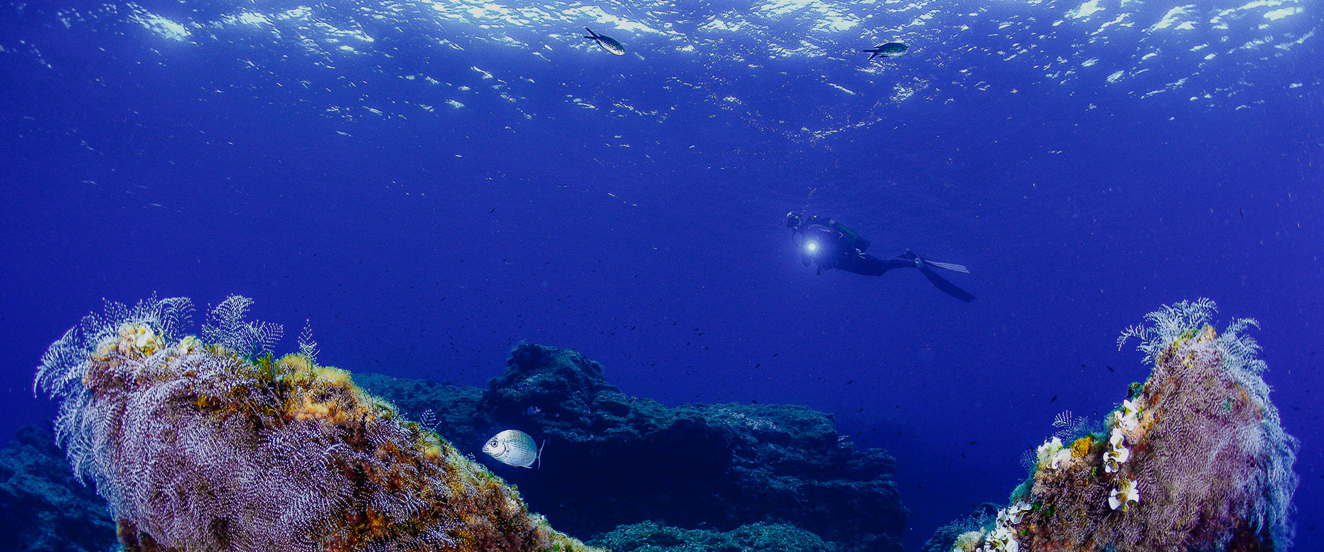 Diving in Costa C�lida