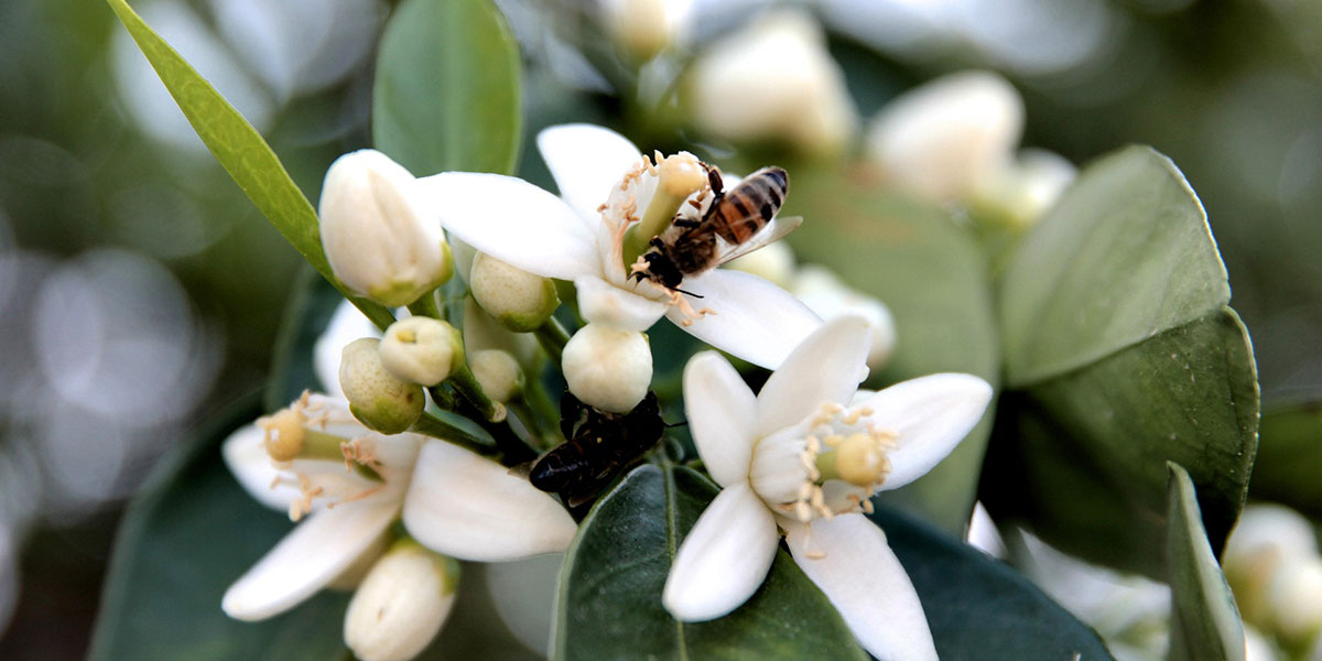 Lemon Blossom. Valle de Ricote