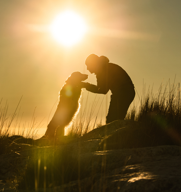 Voyagez avec votre animal de compagnie