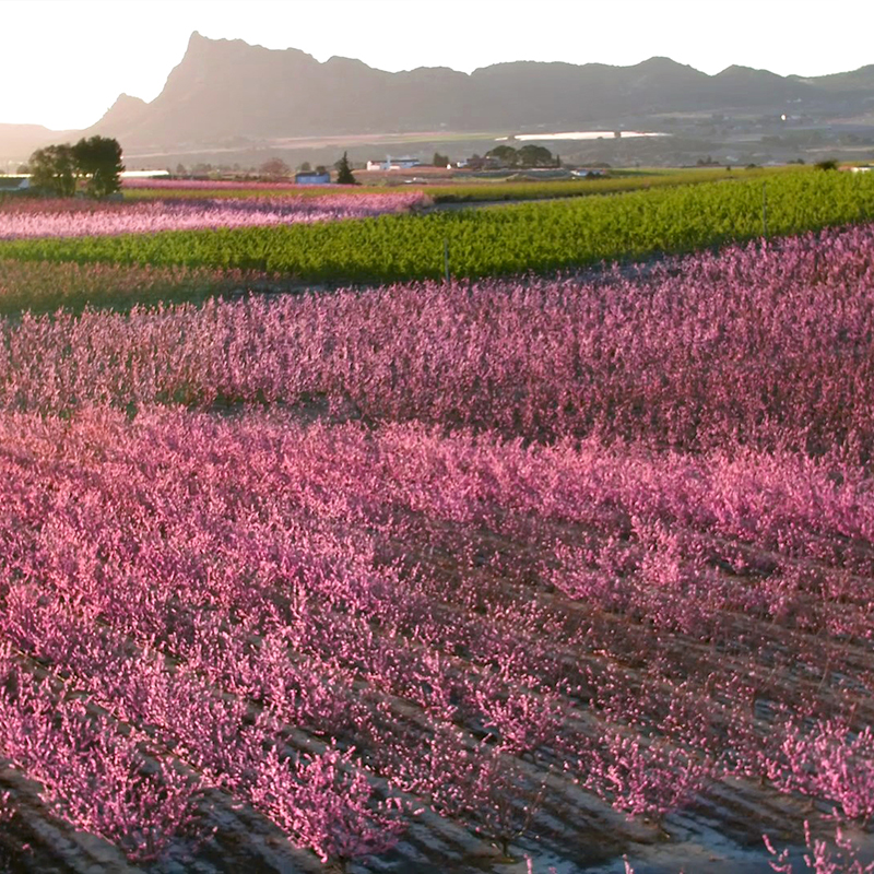 Cieza Flowering Greenway