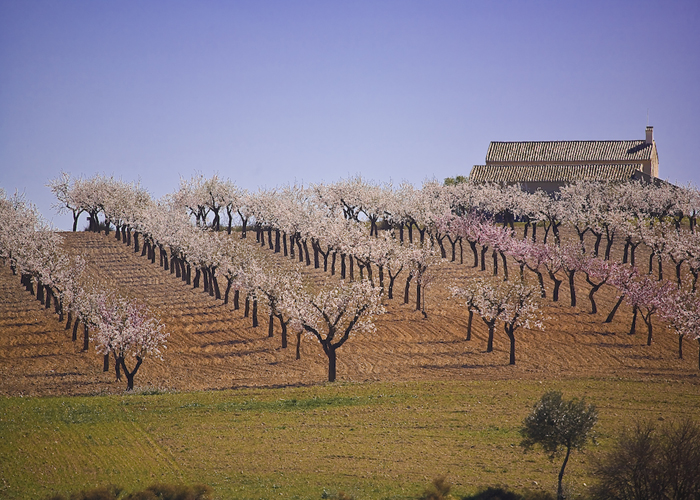 LOS PAISAJES AGRARIOS. PAISAJES DE SECANO.