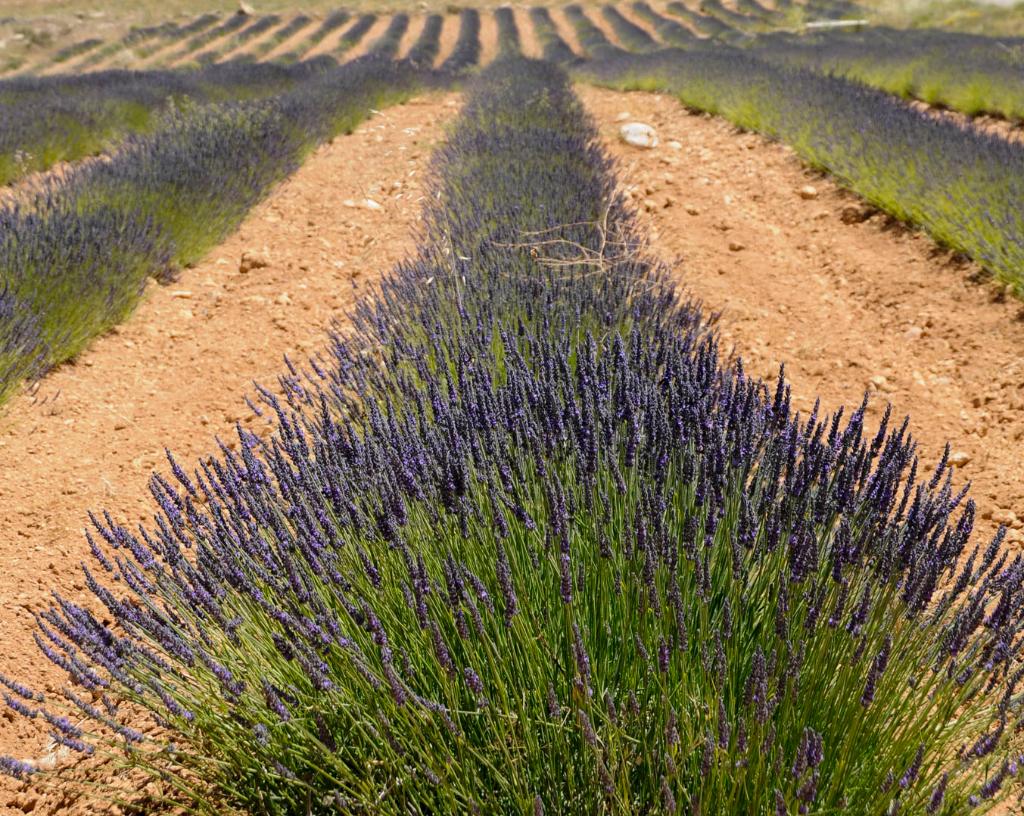 CAMPOS DE LAVANDA, LAVAND�N Y ESPLIEGO