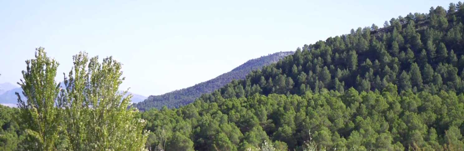 PARAJE DEL PORTUGAL�S - VENTA DEL PINO